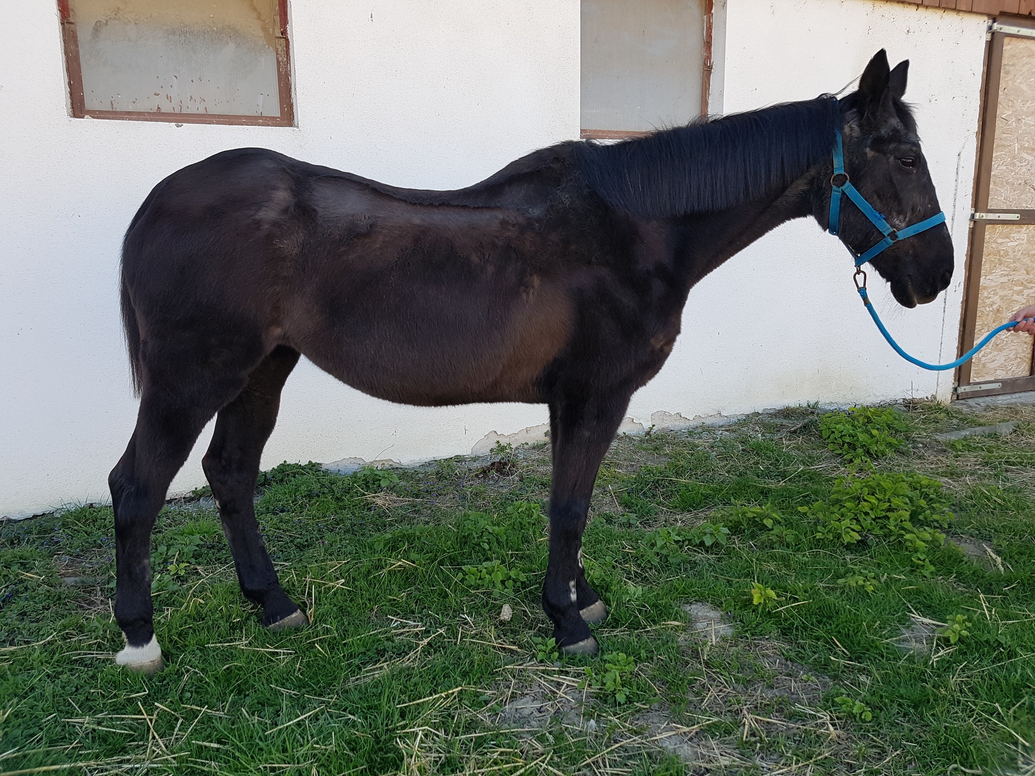 Varázsló Viki 37 éves