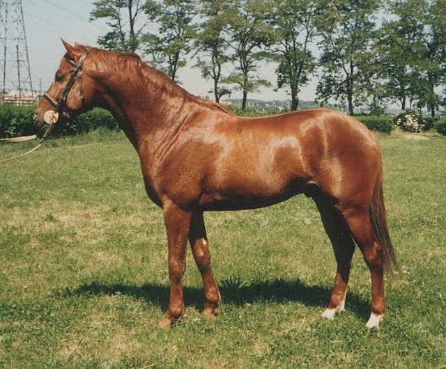 ozoraiialmatlan